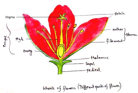 Parts Of A Flower Flower Consists Of Different Parts