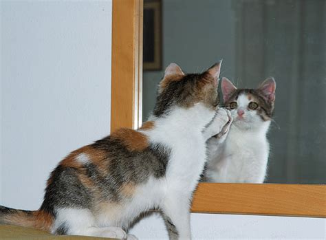 Funny Cats Cats In Mirror