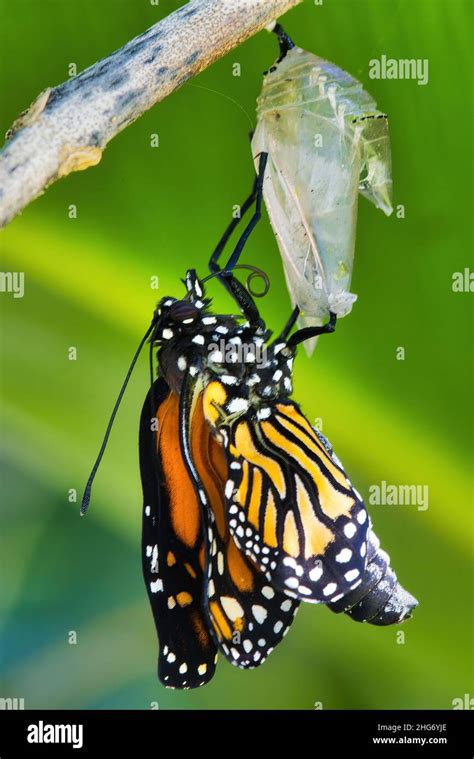 Monarch Butterfly Emerging From Its Cocoon Stock Photo Alamy