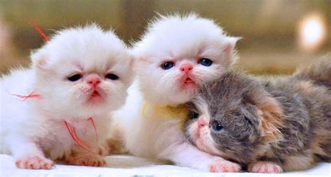 Apakah kucing peliharaanmu saat ini termasuk dalam kategori jenis kucing paling cantik di dunia? 10 Foto Anak Kucing Comel Baru Bangun Tidur - Kucing.co.id