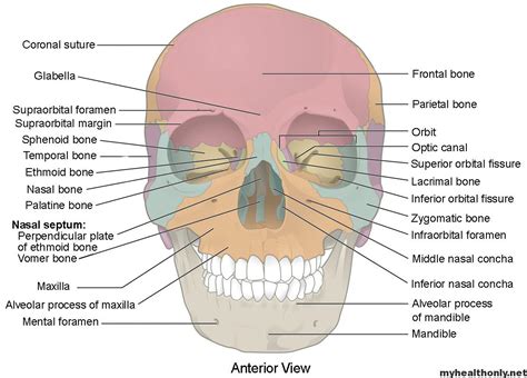 What Goes Through The Jagged Hole In The Skull Outer Base Of Skull