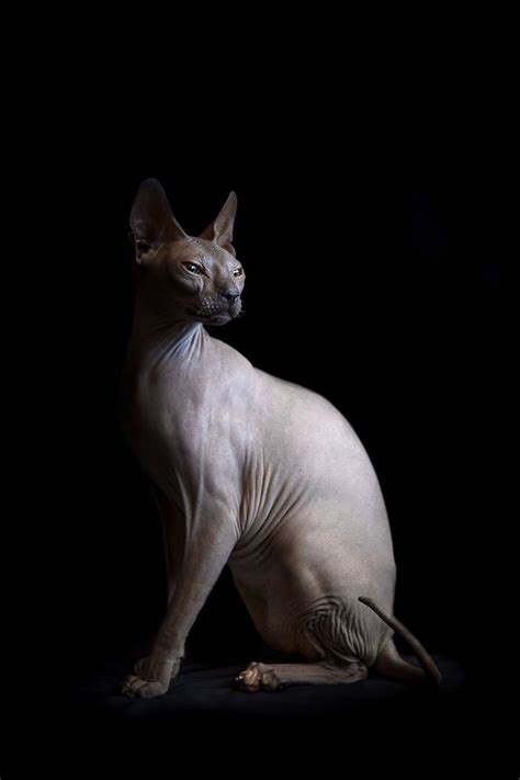 The Disturbing Beauty Of Sphynx Cats — Frame Your Pet Los Angeles Pet