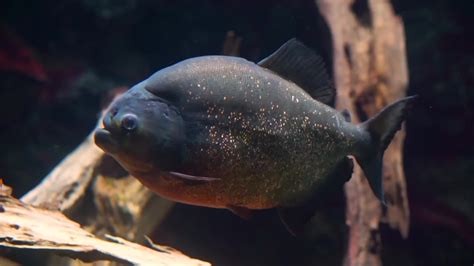 Red Bellied Piranha Image Free Stock Photo Public Domain Photo