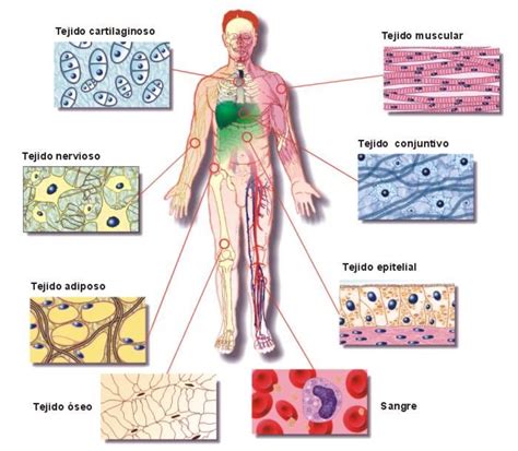 Cèl Tejidos órganos Aparatos Tejidos Del Cuerpo Humano Anatomia
