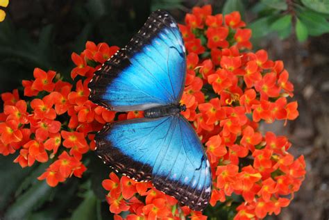 In dieser reportage für kinder geht es um schmetterlinge, die schönsten insekten der welt. Schmetterlinge auf Schritt und Tritt - Rhein-Westerwald news