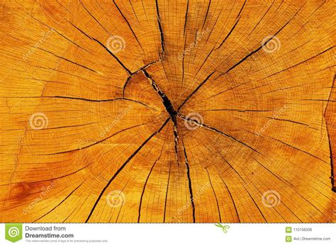 This comes in handy in urban surroundings, where automatic mowing machines often touch the tree trunks when mowing grass. Old Cracked Tree Trunk Cut Texture Stock Photo - Image of ...