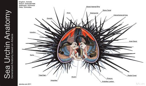 Sea Urchin Anatomy By Abiogenisis On DeviantArt