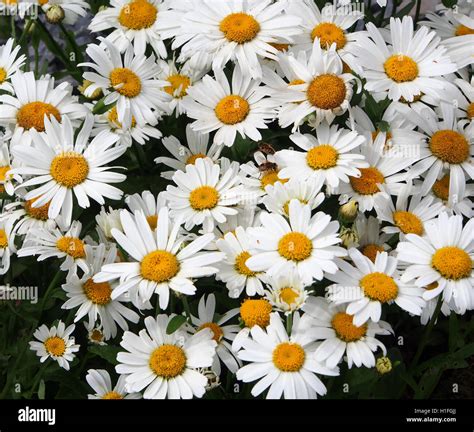 Large White Daisy Flowers Chrysanthemum Leucanthemum In A Perennial
