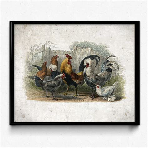 Chickens Hens And Roosters Breeds Vintage Print 7 Farmhouse Rooster