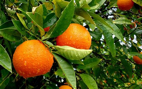 Mandarin Citrus Reticulata Glissando Garden Center