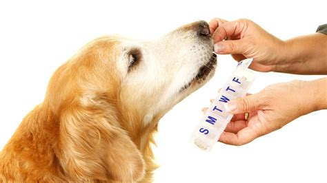 Amoxicillin For Dogs Uses Dosage And Side Effects