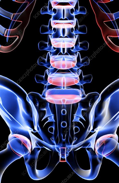 The t stands for thoracic. The bones of the lower back - Stock Image - F001/4182 ...