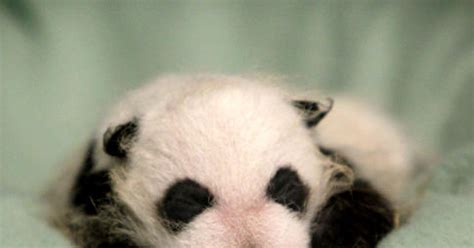 Hey Fella Giant Panda Cub Debuts At Zoo Atlanta Ny Daily News