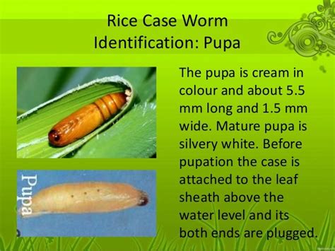 Rice Case Worm