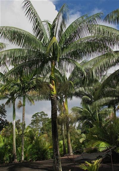 5 out of 5 stars. Clinostigma savorianum RECOMMENDED PALM TREE SPECIES FOR ...