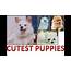 Cutest Puppies In The World  HD Video At 720p YouTube