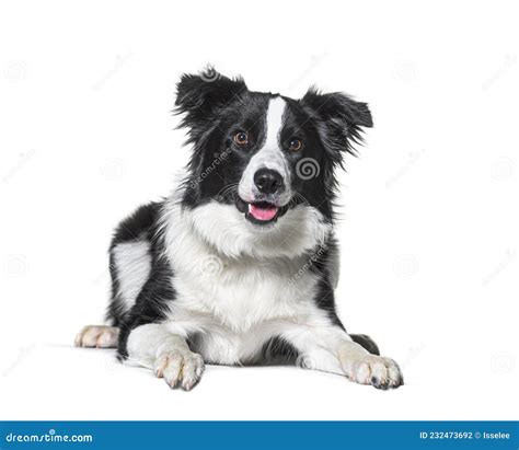 Border Collie Panting Lying Down Isolated Stock Photo Image Of