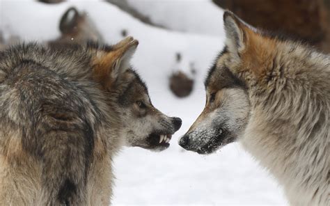 Scientists Artificially Inseminate Mexican Wolf At Brookfield Zoo To