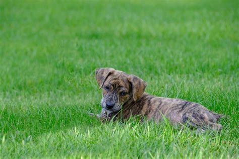 Mountain Cur Dog Breed Everything About Mountain Curs