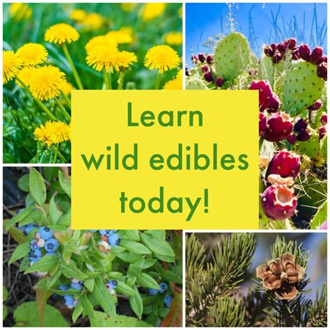 How To Learn About And Start Eating Wild Edibles Rogue Preparedness