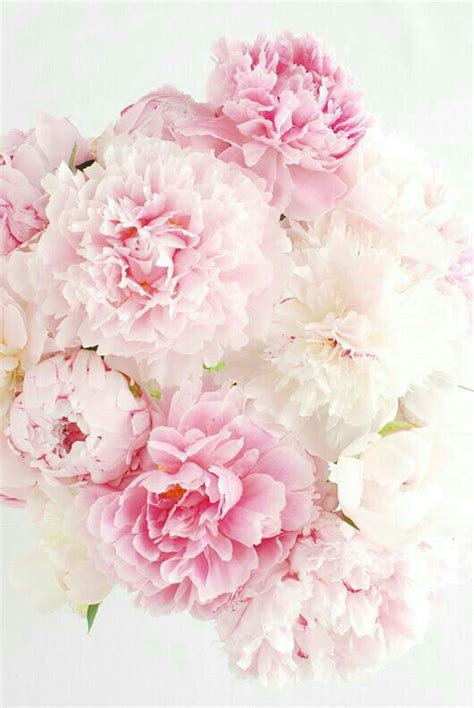 First, fold all of your scored pieces in half (10 total pieces for this 3x3 cubbie display case, 8 total pieces for the 2x2 cubbie case) along the score line. Pin by Nina :) on pictures | Pink peonies, Peonies, Flowers