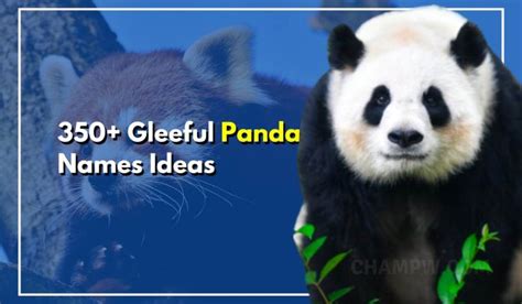 350 Panda Names Gleeful Ideas For Your New Cute Little Pet