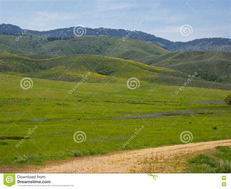 Spring Wildflowers On Mountain Foothills Stock Photo Image Of Spring