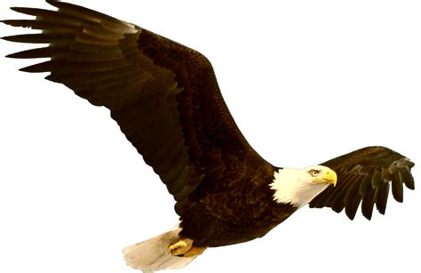 Download Full Size Of American Eagle Png Hd Quality Png Play