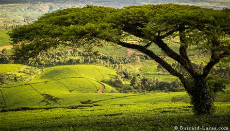 Tea Plantation Malawi Burrard Lucas Photography