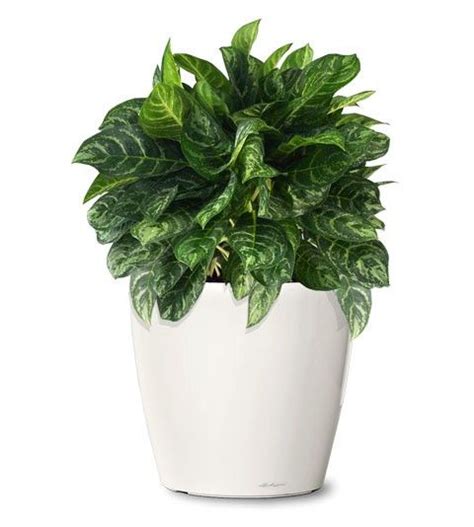 Great Ideas 55 Small Indoor Evergreen Plants