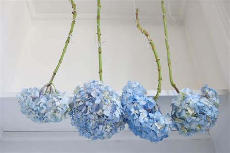 Price and stock could change after publish date, and. How to Dry and Preserve Hydrangea Flowers