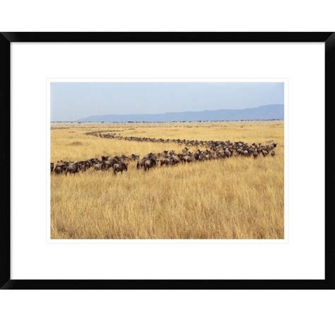 Global Gallery Blue Wildebeest Herd Migrating Framed On Paper