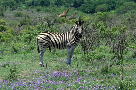 Male Zebra In Bush Landscape Free Stock Photo Public Domain Pictures