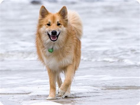 11 Dogs That Look Like A Fox Pethelpful