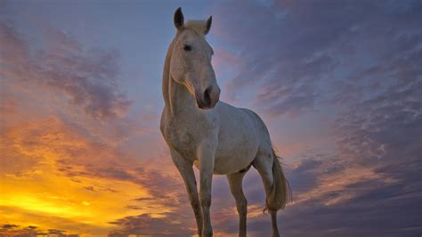 Download Cloud Sunrise Sunset Animal Horse Hd Wallpaper