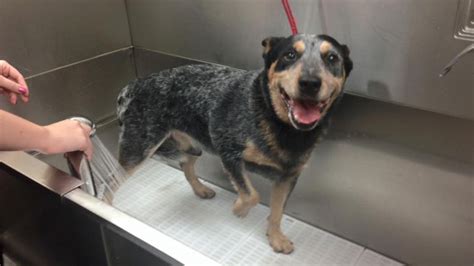 Buddy The Blue Heeler With Terminal Cancer Taking A Massive Bite Out