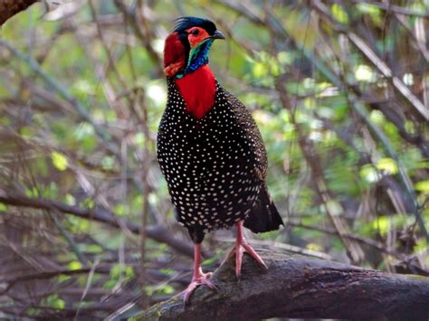 Jewel Of The Himalayas Conservation Insights Into The Western Tragopan