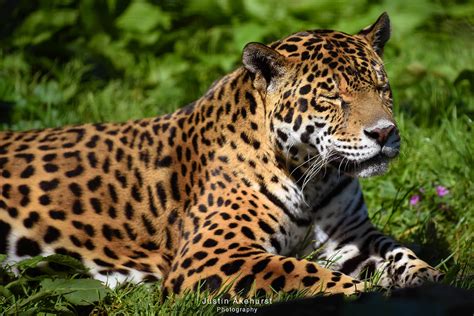 Jaguar Panthera Onca Justin Akehurst Flickr