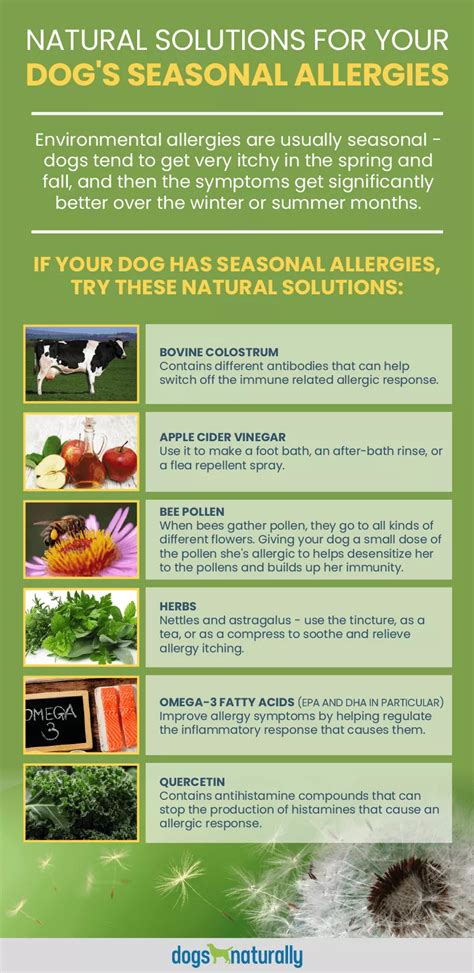 6 Natural Solutions For Environmental Allergies In Dogs Dogs