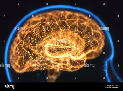 Human Brain Illustration Stock Photo Alamy