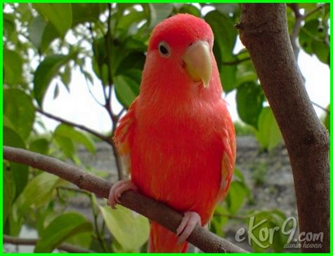 Maybe you would like to learn more about one of these? 25 Jenis Lovebird Terbaik, Paling Cantik yang Bagus untuk ...