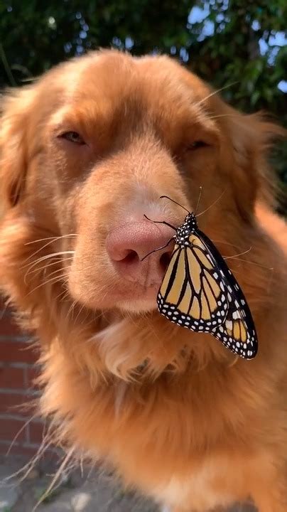 Dog Stays Very Still While Butterfly Sits On Their Nose Jukin Licensing