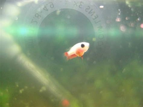 This is how he would do it in the wild. Teddy, the baby betta - AC Tropical Fish Pictures