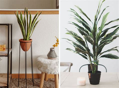 Why Choose Artificial Plants For Your Home Afloral