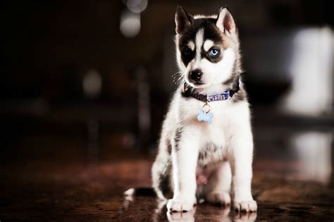 6 Week Old Siberian Husky Puppy Music Is