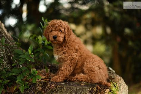 Pete beach and the tampa bay. Orange Boy: Labradoodle puppy for sale near Tampa Bay Area ...