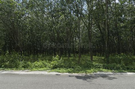 Horizontal View Of Asphalt Road In Thailand Front Ground Of Green