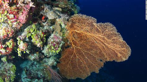 Great Barrier Reef Found To Have Thriving Deep Water Coral Cnn