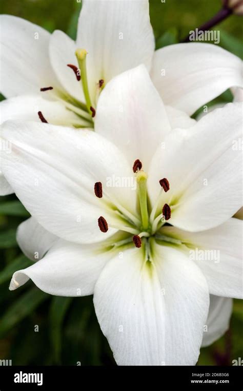 A White Asiatic Lily Mont Blanc Showing Stigma And Stamen A 1a Sub