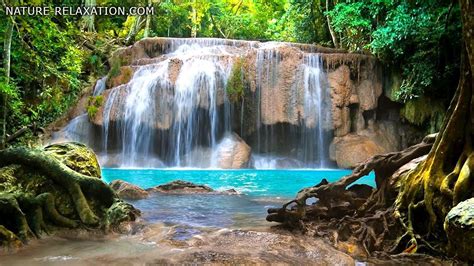 Waterfall And Jungle Sounds Relaxing Tropical Rainforest Nature Sound